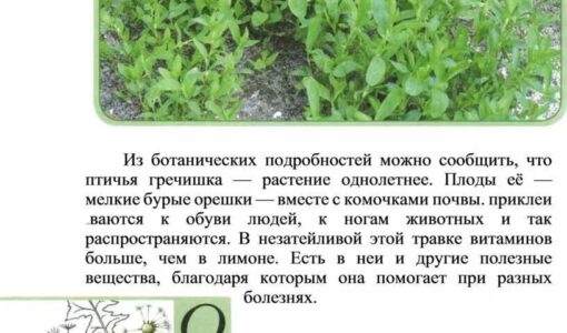 Фото птичья гречишка окружающий мир 2 класс