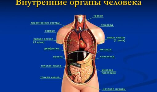 Анатомия человека с надписями органов