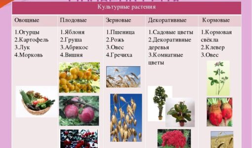Примеры сортов любых культурных растений окружающий мир