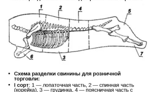Разделка свиной туши схема